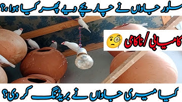 Silver java Breeding Progress | How To Get Breed From Java | Java Information For New Birds Lover.