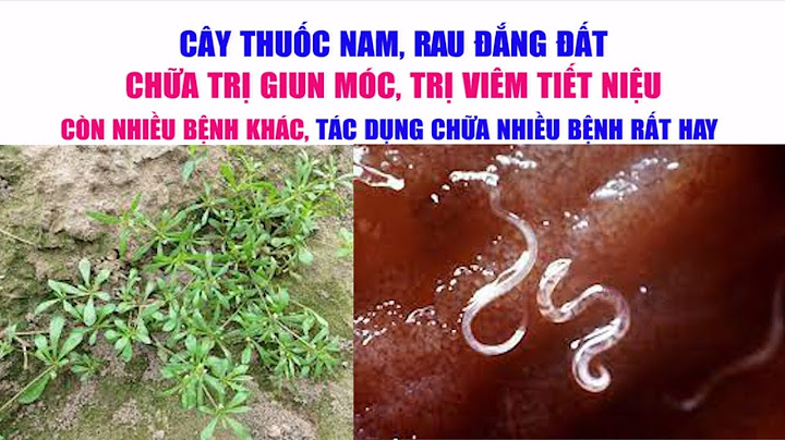 Cây rau đắng đất là cây gì năm 2024