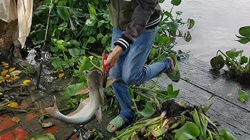 Nhịp sống miền tây | Câu cá tra sông cái bé, miền tây mùa nước nổi