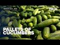 What do you do with 40,000 pounds of cucumbers?