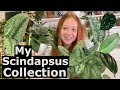 My Scindapsus Collection! | 8 Different Varieties!