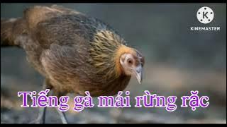 Tiếng gà mái rừng rặc