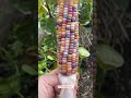 most beautiful corn | amazing gadget in china #shorts #china #facts