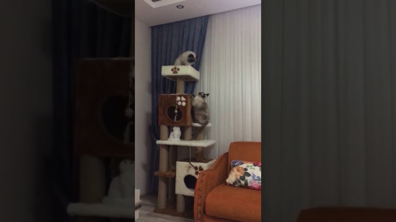 Kedi Tırmalama Tahtası YouTube