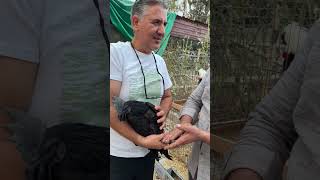 Her yeri siyah: tüyleri, derisi, hatta kemikleri bile…