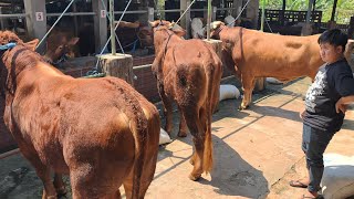 DEAL 🔥SAPI JUMBO 800 KG TABUNGAN SAPI KURBAN MURAH DI JAKARTA SELATAN, BERKAH MANDIRI FARM