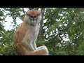 パタスモンキー (ときわ動物園) 2018年5月19日 の動画、YouTube動画。