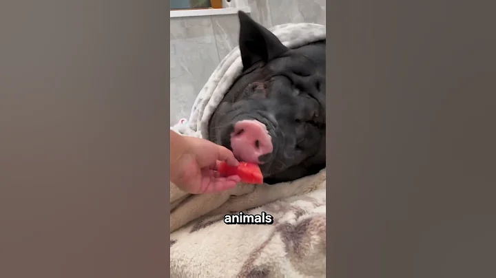 Is it true that pigs are dirty?