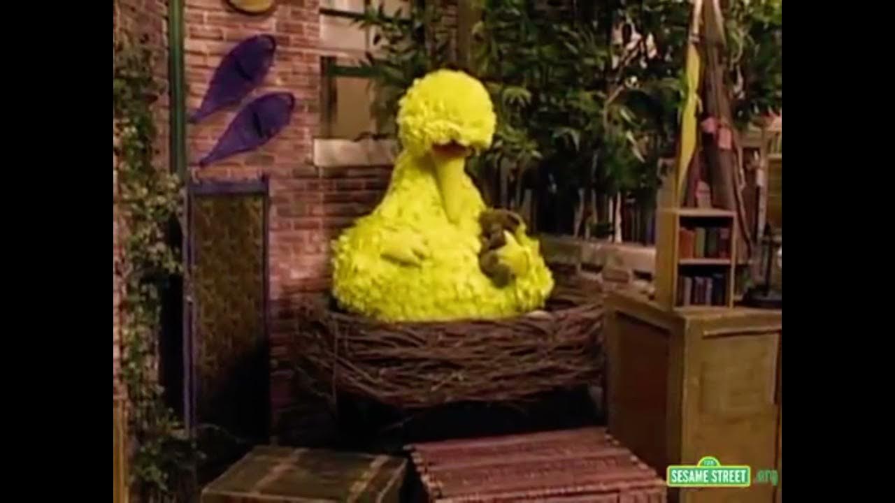 Big Bird Sleeping 🛌 💤 😴 - YouTube