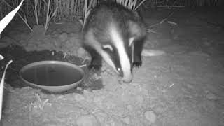 Badger drinks and scratches