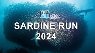 Sardine Run 2024