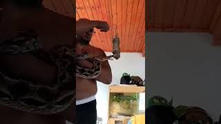 My boa constrictor, handled feeding