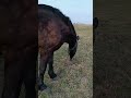 Пама на травке 🐎