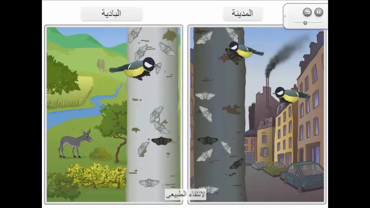 فلاش تعليمي سريع للسنة الثانية متوسط | الإنتقاء الطبيعي لحشرة الأرفيات |مقارنة بين المدينة والبادية