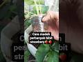 cara mudah perbanyak bibit strawbery🍓#garden #shorts