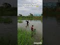 untung saya rekam 😱 #panen #ikan #jalaikan #jaringikan #petualangan #kolamika #alamliar #short