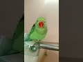 music#parrot#comedy#veido