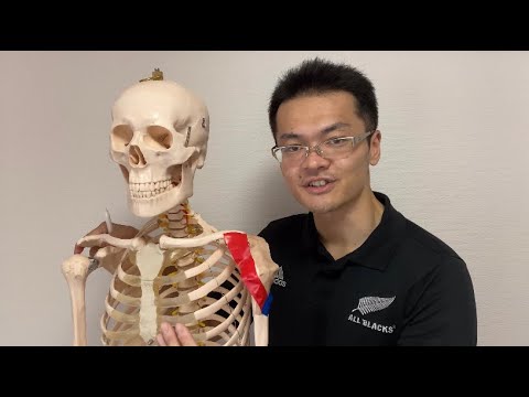 Anatomy of deltoid muscle (English)