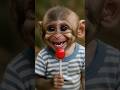 Baby Monkey Tastes a Lollipop🍡🍡... Then Bursts Into Laughter!🍡