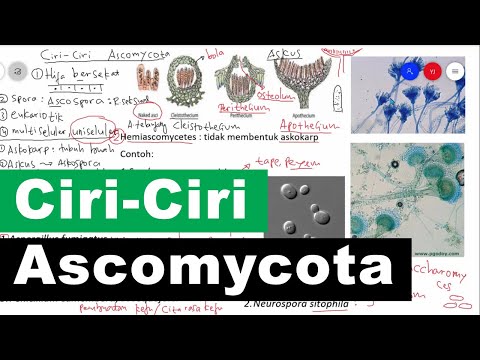 Ciri-Ciri Ascomycota Serta Contoh dan Peranan Ascomycota - Kingdom Fungi Biologi Kelas 10