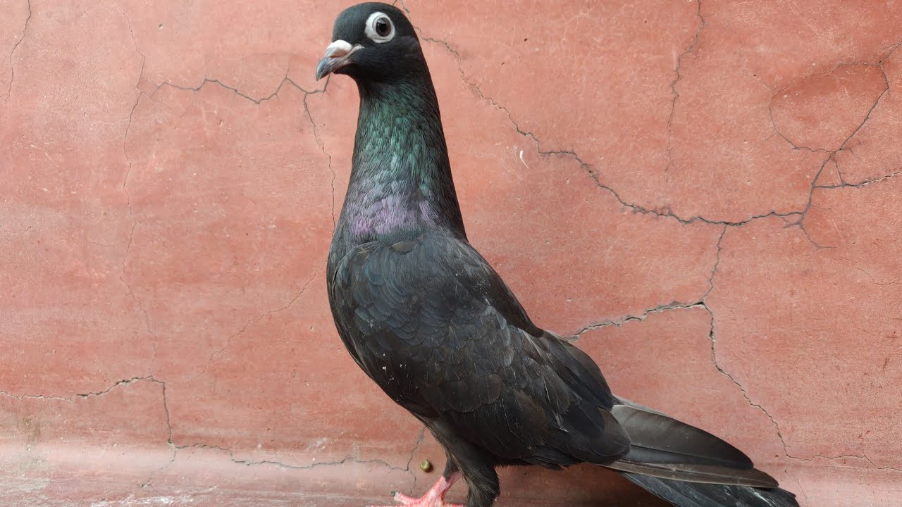 makoe kale zaakh or hare kabutar or bhot kuch daikne ko milege sirf