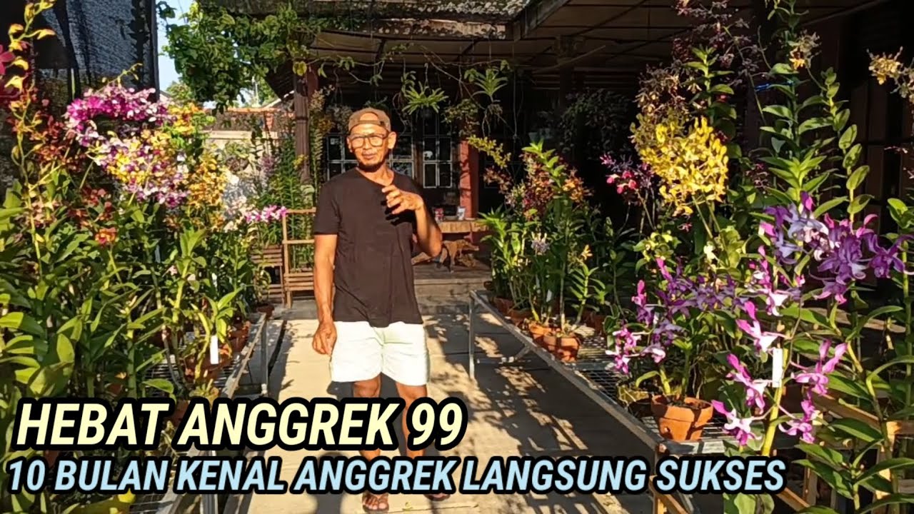 Sangat Hebat & Keren - 10 Bulan Kenal Anggrek - Kini Sukses - Seluruh Halaman Rumah Penuh Anggrek