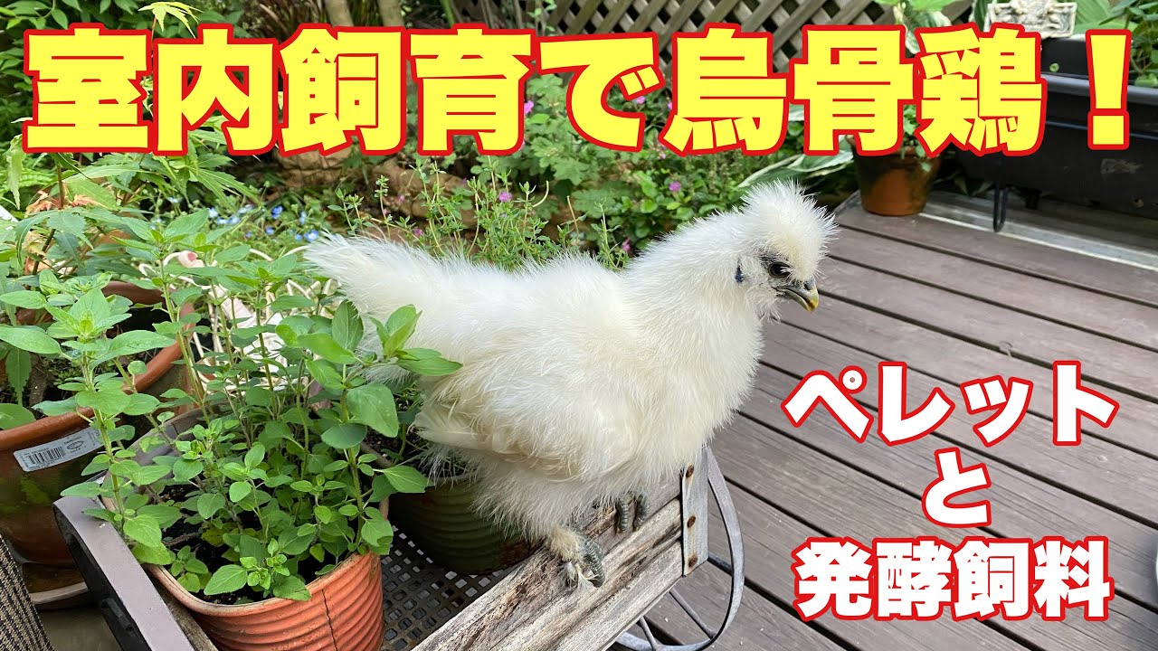 室内飼育で烏骨鶏 5ご飯について Youtube