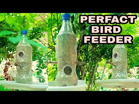 วีดีโอ: ขวดโซดา Bird Feeder Craft: สร้างเครื่องให้อาหารนกด้วยขวดพลาสติก