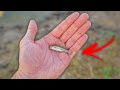 Rescuing Baby Bass From My Dying Backyard Pond!!  (Fish Tank Rescue)