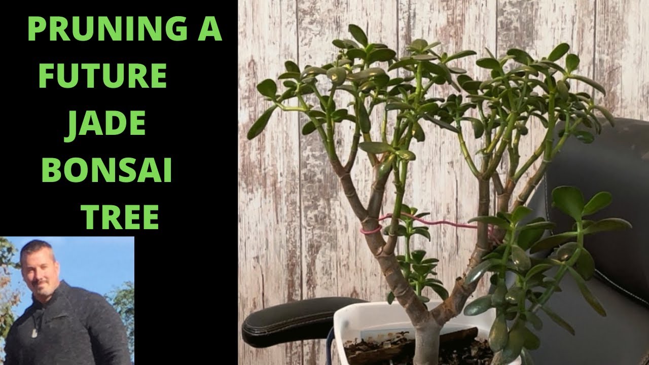 PRUNING A FUTURE JADE BONSAI PRUNING A JADE TREE YouTube