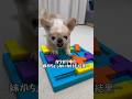 ガウガウJAWS🦈【ガウガウ犬のピノ・パルム】