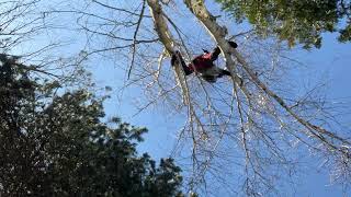 Tree Climbing Arborist. Birch Tree.