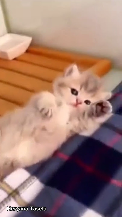 Cute Video Funny LittleKittens #shorts #cat #cutecat #trending