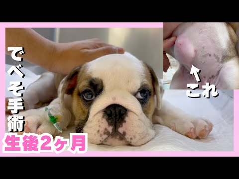 【ブルドッグ子犬】臍ヘルニア手術日の様子をお見せします