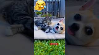 Dont sleep while the cat is still awake marumarunaito #animals #funny #catshorts #dog#shorts