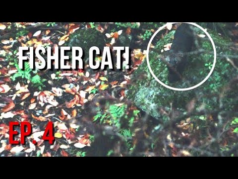 FISHER CAT and HUGE BUCK! | Maine Hunting | Ep. 4 - YouTube