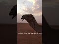 منقية ابناء / مشاري شريان الشيباني