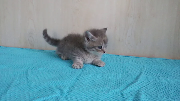 Watch the video about Munchkin Male Golden Blue Tabby ''Avaliable'' Golden Istanbul Cattery