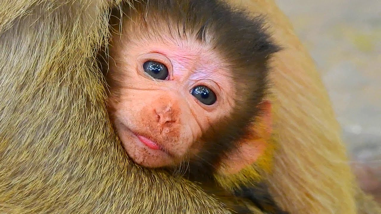 Congrats! Brianna gave new birth hybrid today, Monkey Brianna and baby Baron | Baron baby monkey