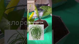 Фитостена #цветы #красота #комнатныерастения #комнатныецветы #декор #уходзацветами #shorts #home