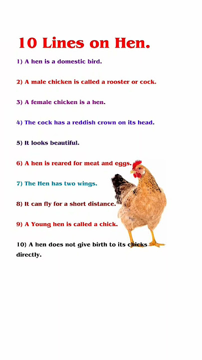 Hen Essay in English 10 Lines | Few Lines About Hen | 10 lines on hen | 10 lines on hen in english