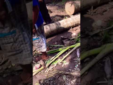 Video Cưa dừa như cưa chuối - youtube