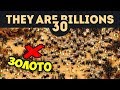 Эльдорадо 800% (Часть 1/2) - They Are Billions - Кампания Новой Империи / Эпизод 30