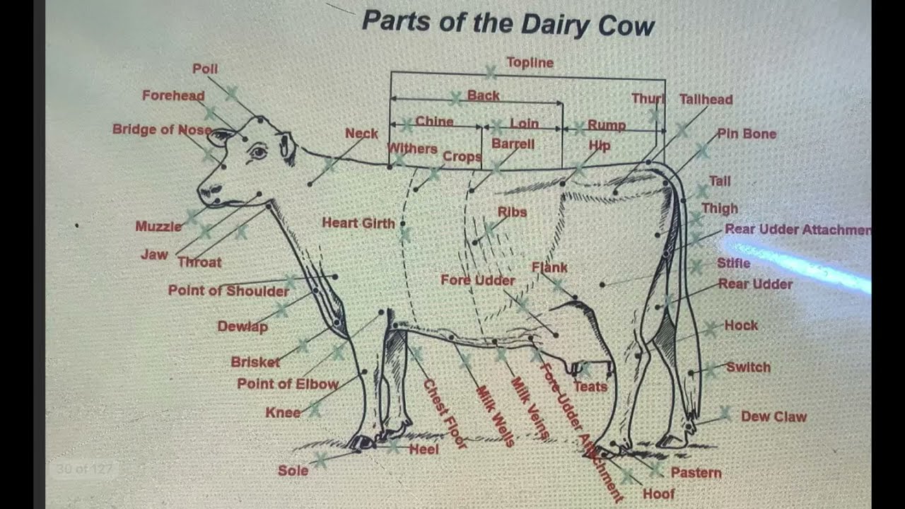 Different Parts of the Dairy Cow .