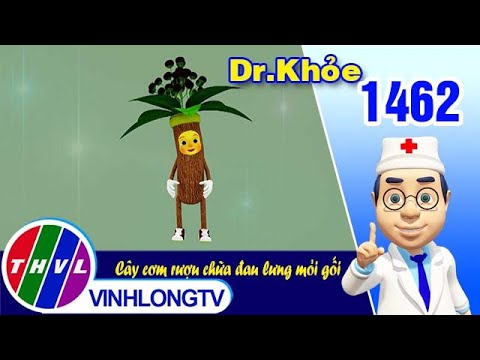 Video Dr. Khỏe - Tập 1462: Cây cơm rượu chữa đau lưng mỏi... - youtube
