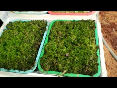 Video: Paano mo ginagamit ang pinatuyong sphagnum moss?