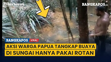 Video Warga Papua Tangkap Buaya Besar Di Sungai Hanya Pakai Rotan