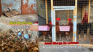 Batair Nay Phir Se 2 Eggs De Diye? | The Pets Men