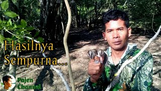 Attract Trucukan Bird - on a Banyan Tree