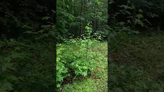 Caraway Creek Preserve! Short 2